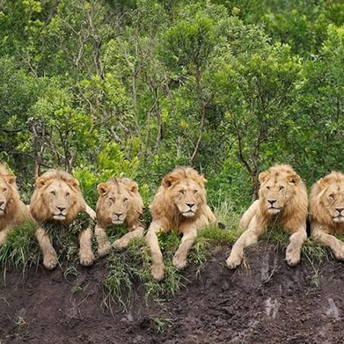 Lion Team