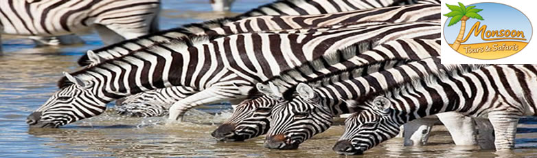 Experience Zebra